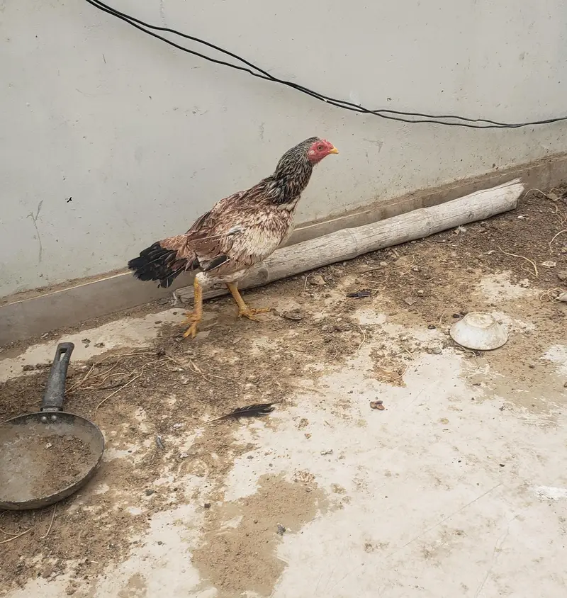 Female Aseel hens — photo 5