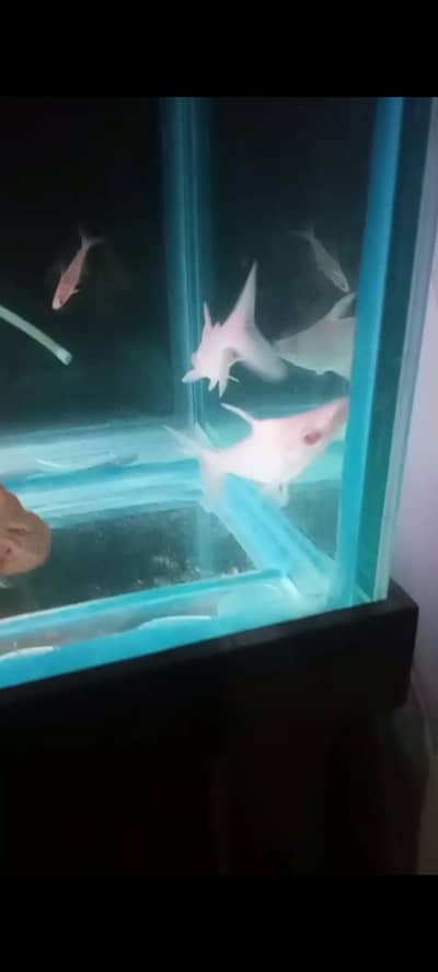 white line shark red eyes pair
