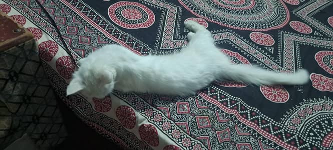 Persian snow