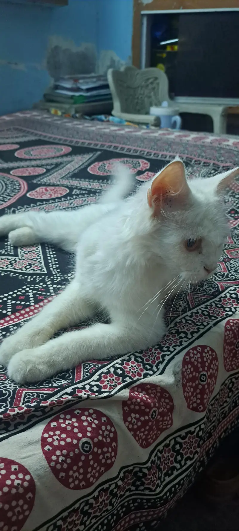 Persian snow — photo 2