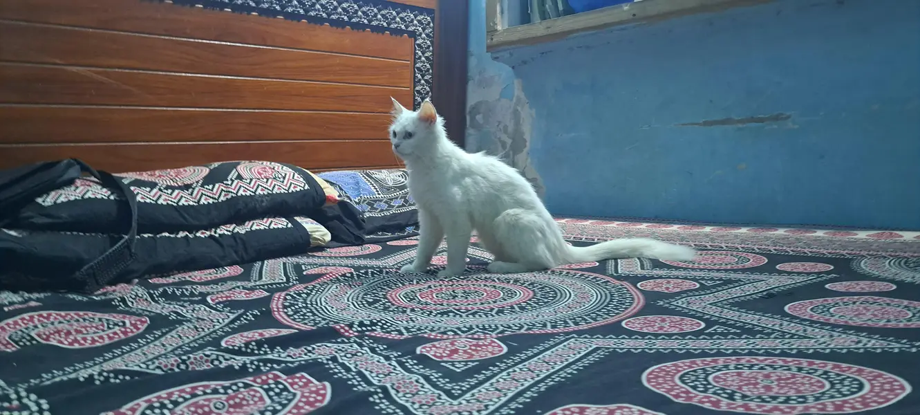 Persian snow — photo 3