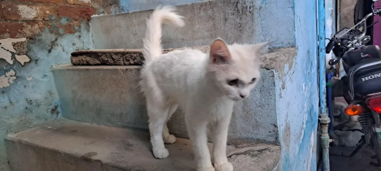 Persian snow — photo 4