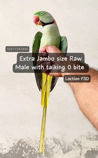 Raw Male difrent price