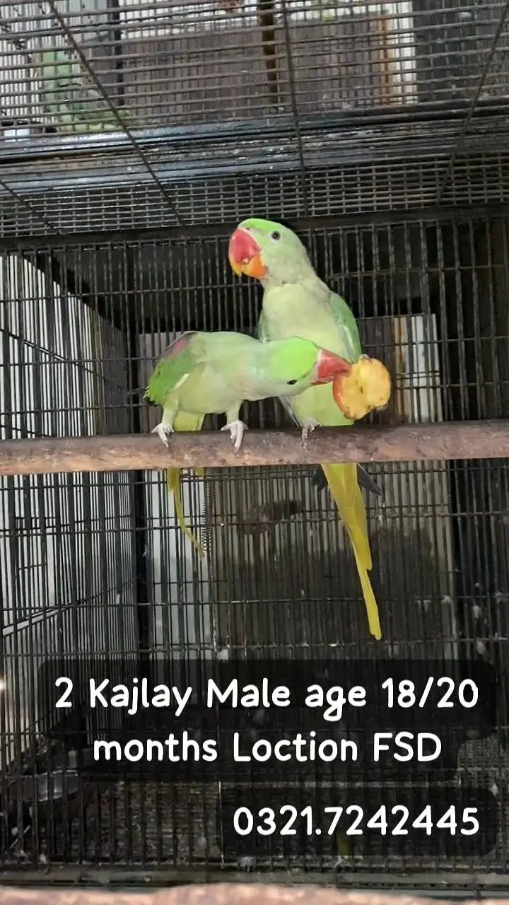 Raw Male difrent price — photo 4