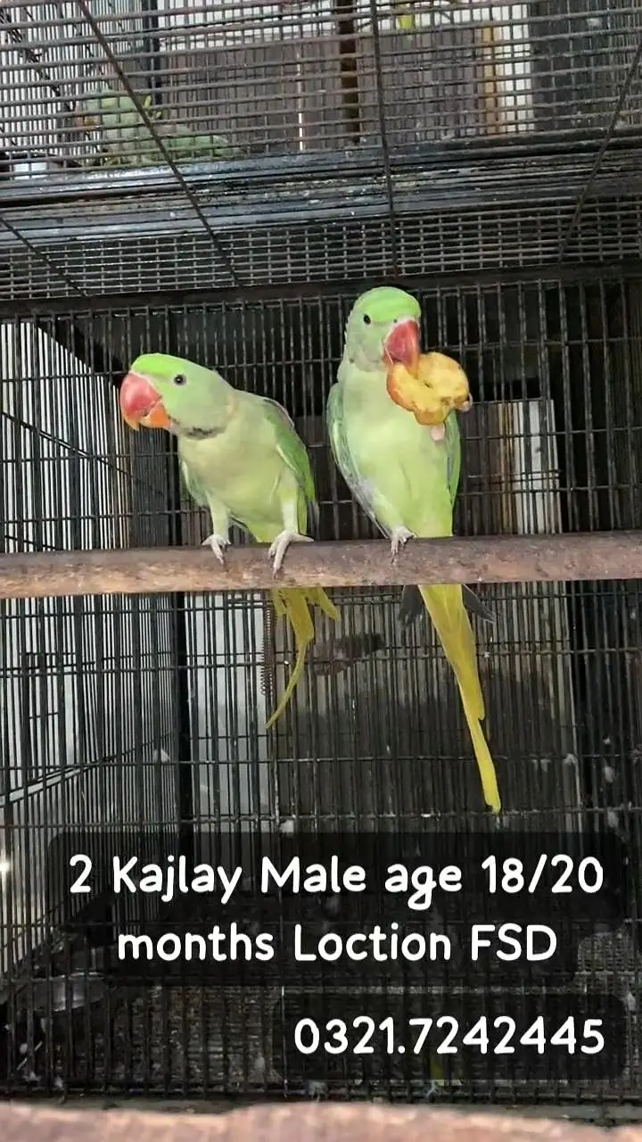 Raw Male difrent price — photo 5