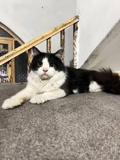 Cats pair for sale