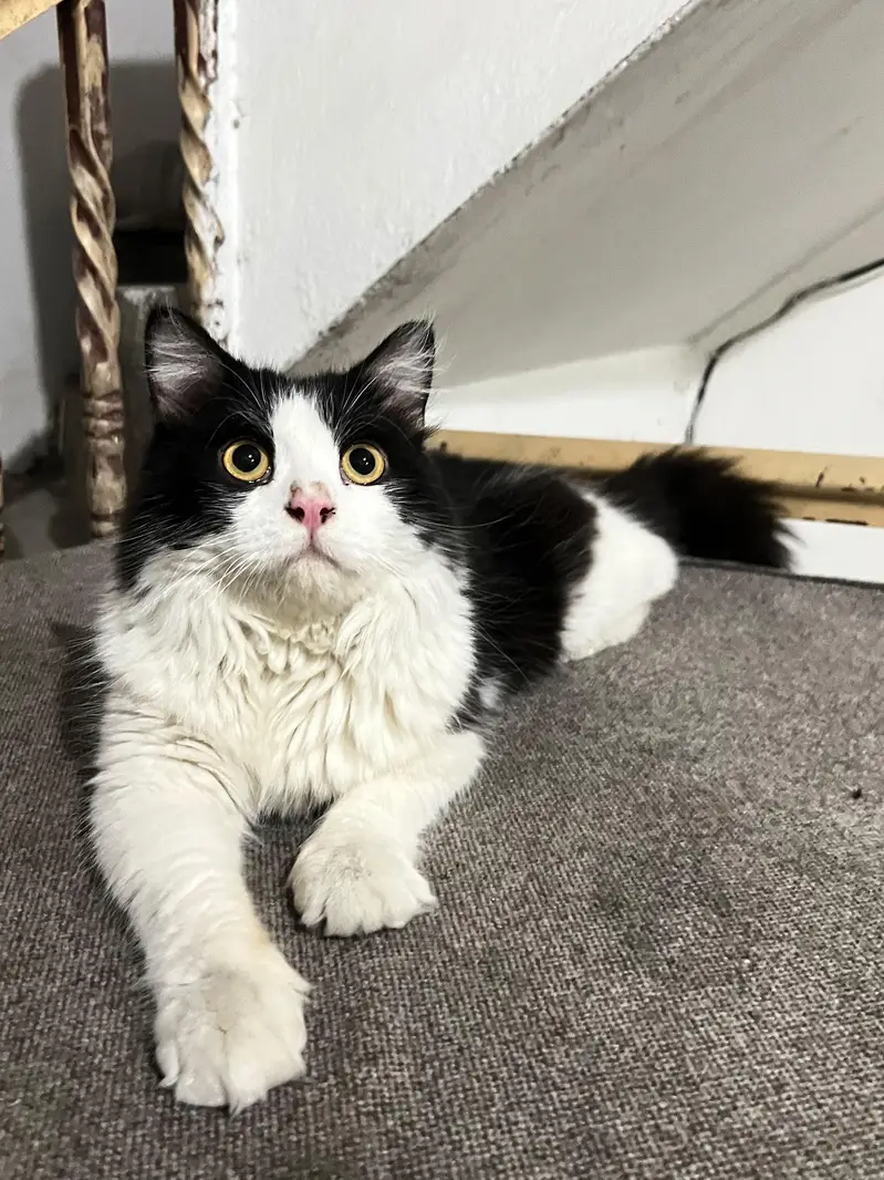 Cats pair for sale — photo 2