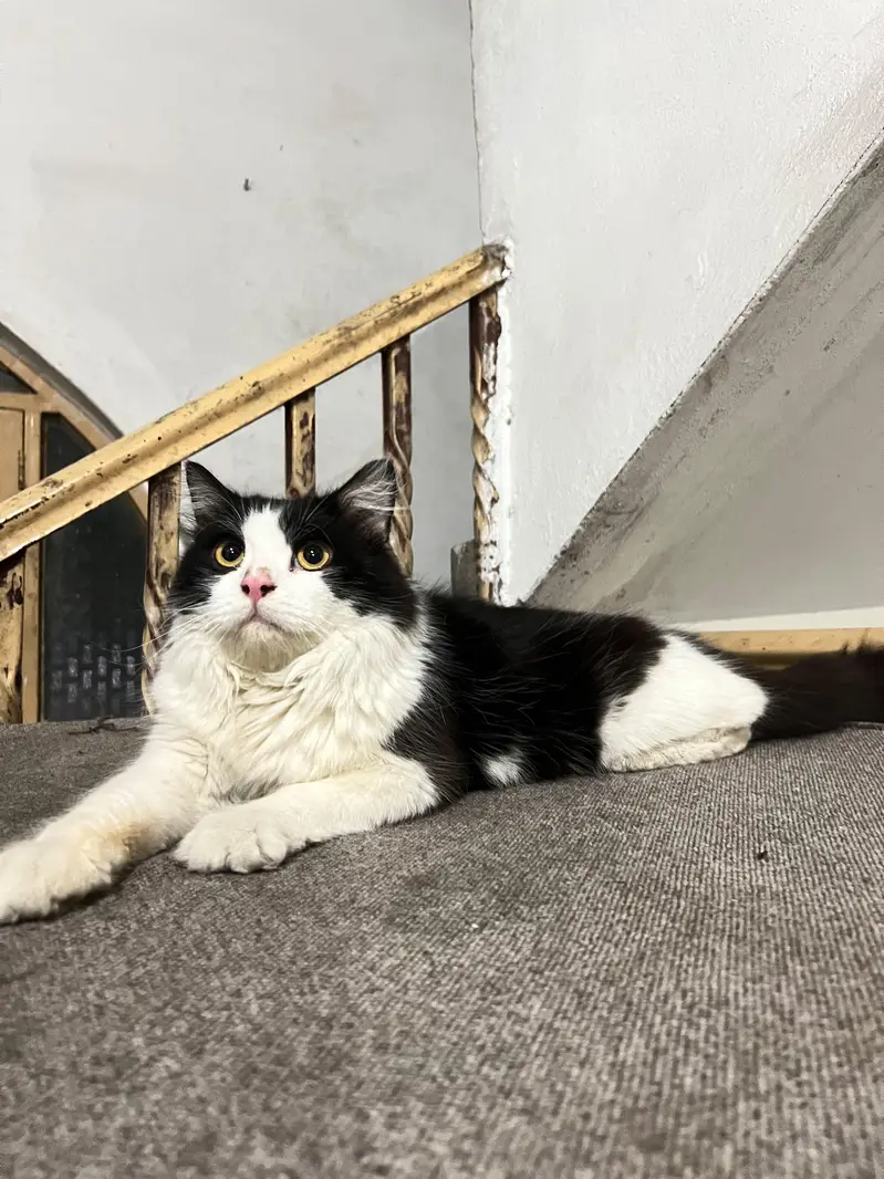 Cats pair for sale — photo 3