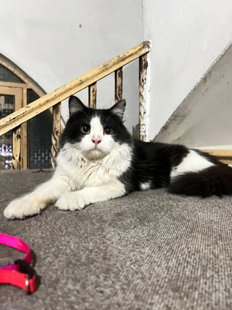 Cats pair for sale — photo 4