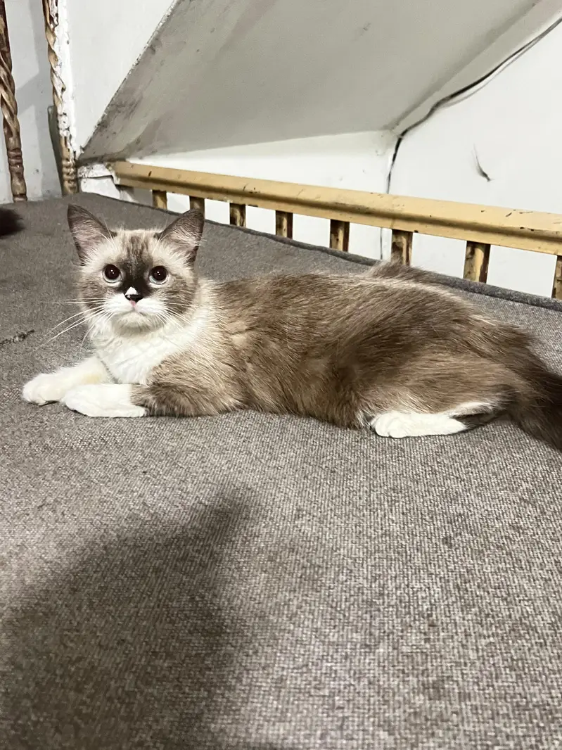 Cats pair for sale — photo 5