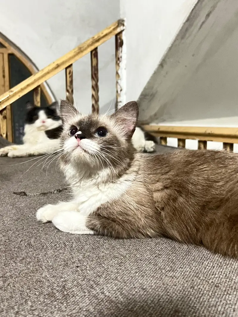 Cats pair for sale — photo 6