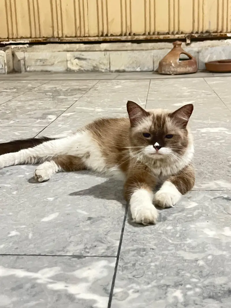 Cats pair for sale — photo 7