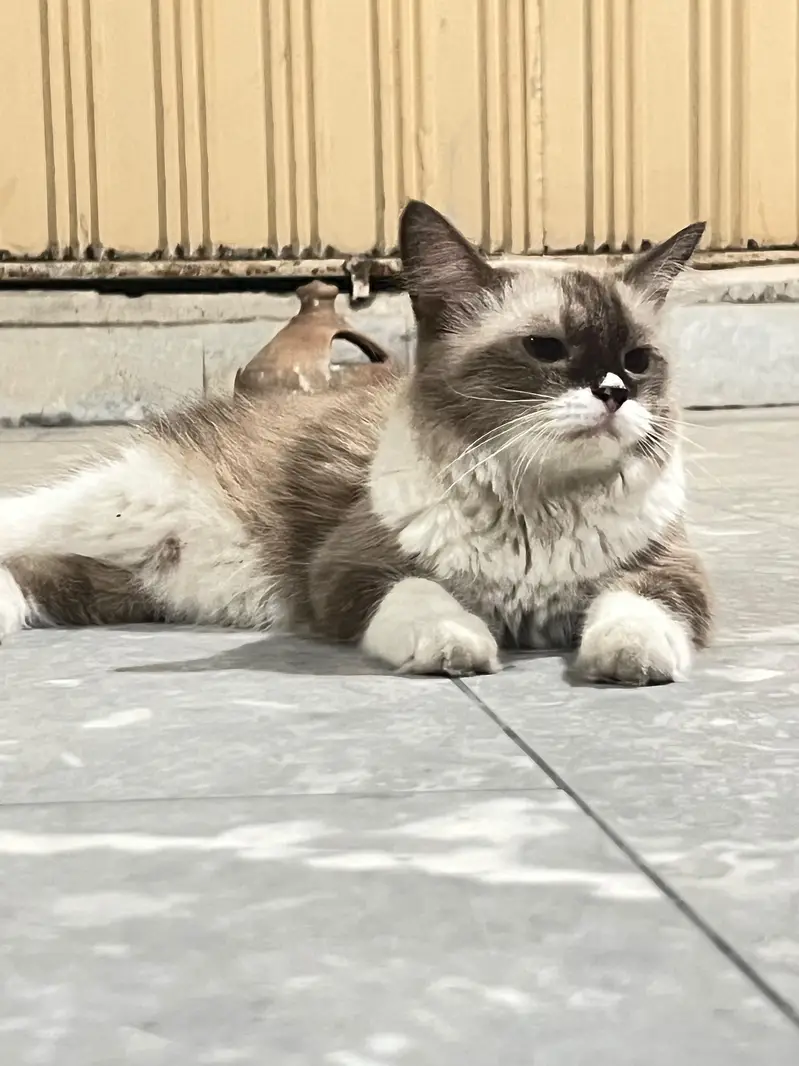 Cats pair for sale — photo 8