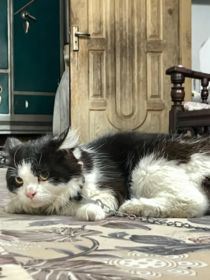 Cats pair for sale — photo 9