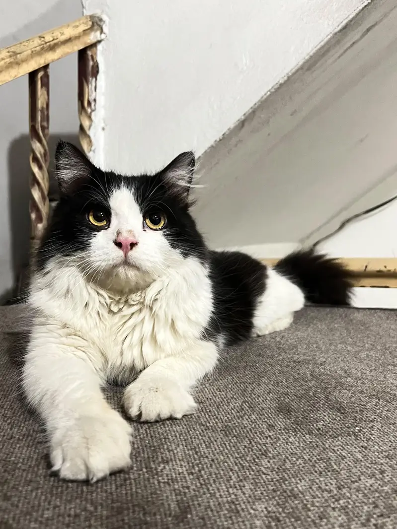 Cats pair for sale — photo 10