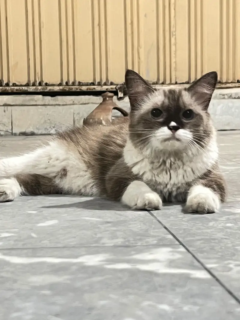Cats pair for sale — photo 11