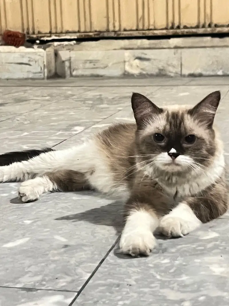 Cats pair for sale — photo 12