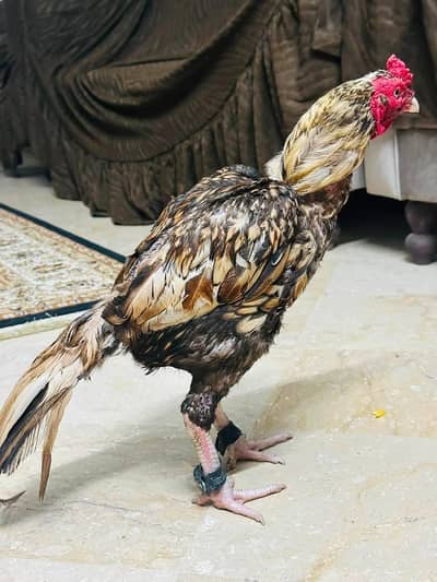 Aseel Mianwali | Aseel Hens | Aseel