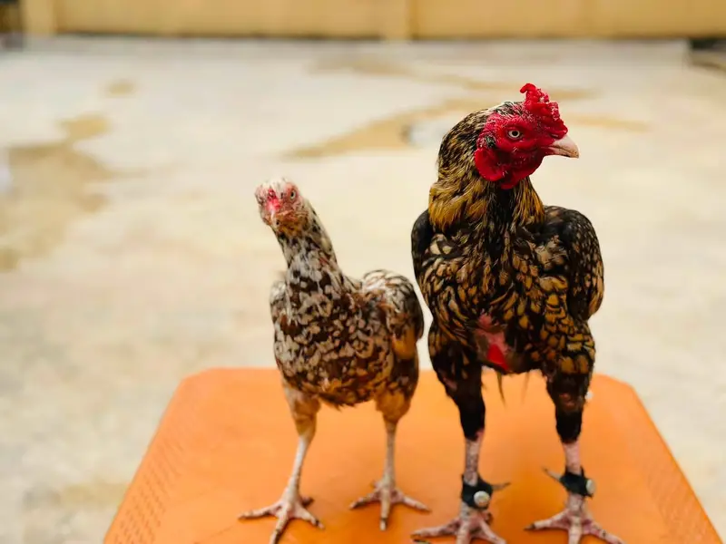 Aseel Mianwali | Aseel Hens | Aseel — photo 2
