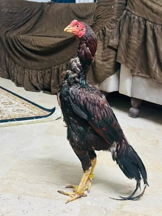 Aseel Mianwali | Aseel Hens | Aseel — photo 3