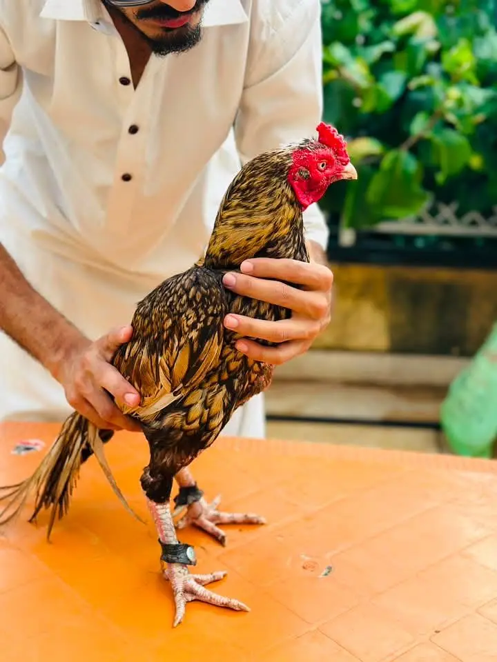 Aseel Mianwali | Aseel Hens | Aseel — photo 4