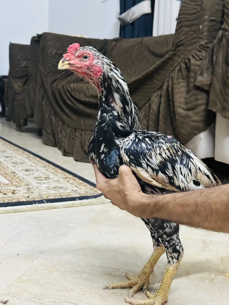 Aseel Mianwali | Aseel Hens | Aseel — photo 5