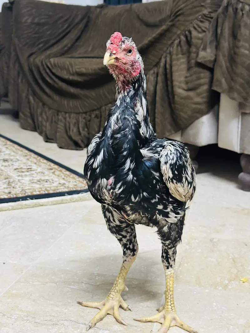 Aseel Mianwali | Aseel Hens | Aseel — photo 6
