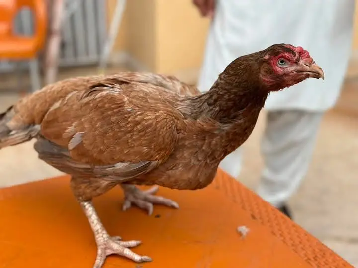 Aseel Mianwali | Aseel Hens | Aseel — photo 7