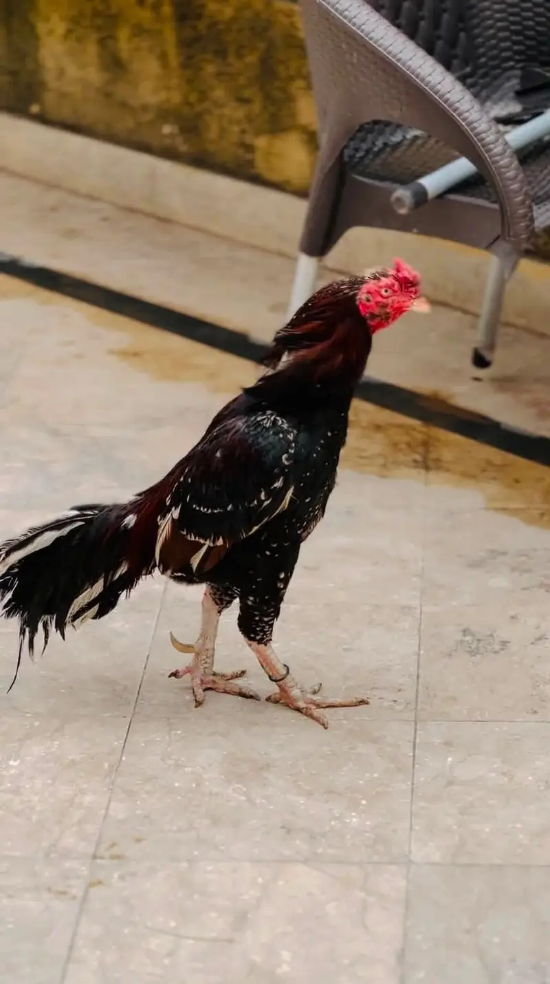 Aseel Mianwali | Aseel Hens | Aseel — photo 8