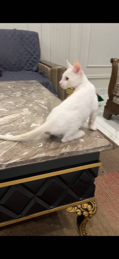 Kitten for adoption