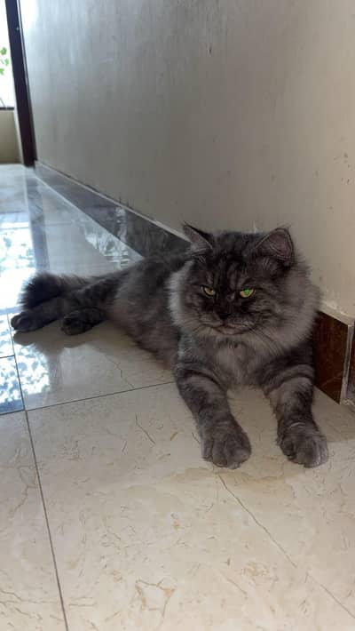 grey Persian cat