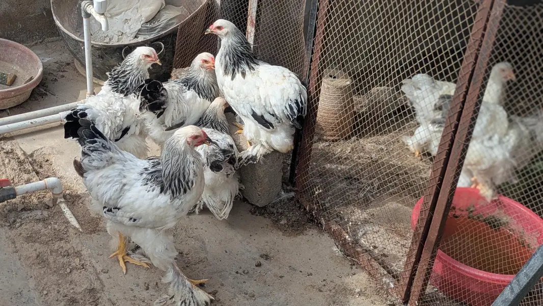 light Columbian Brahma 8.5k per piece — photo 3