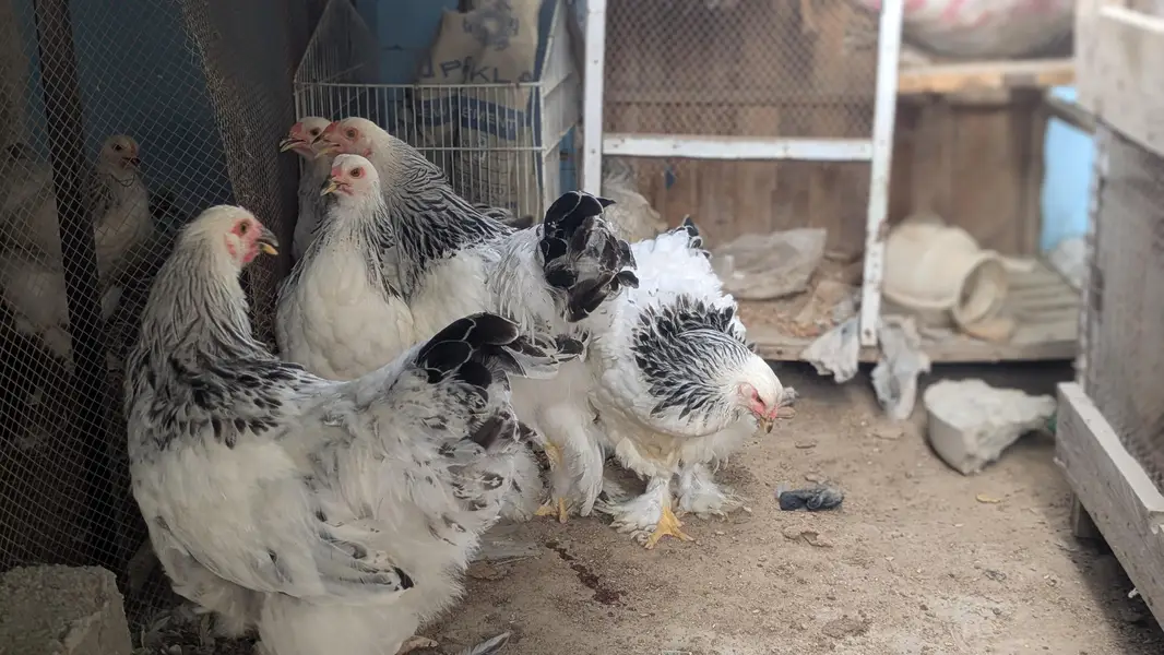 light Columbian Brahma 8.5k per piece — photo 4