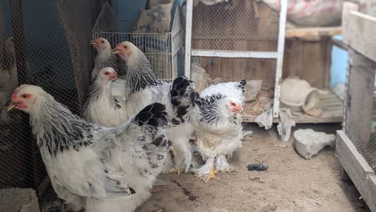 light Columbian Brahma 8.5k per piece