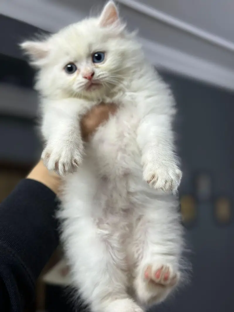 Persian cat and kitten available WhatsAp o34o143oo37 — photo 2