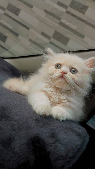 Persian Punch Face Kitten
