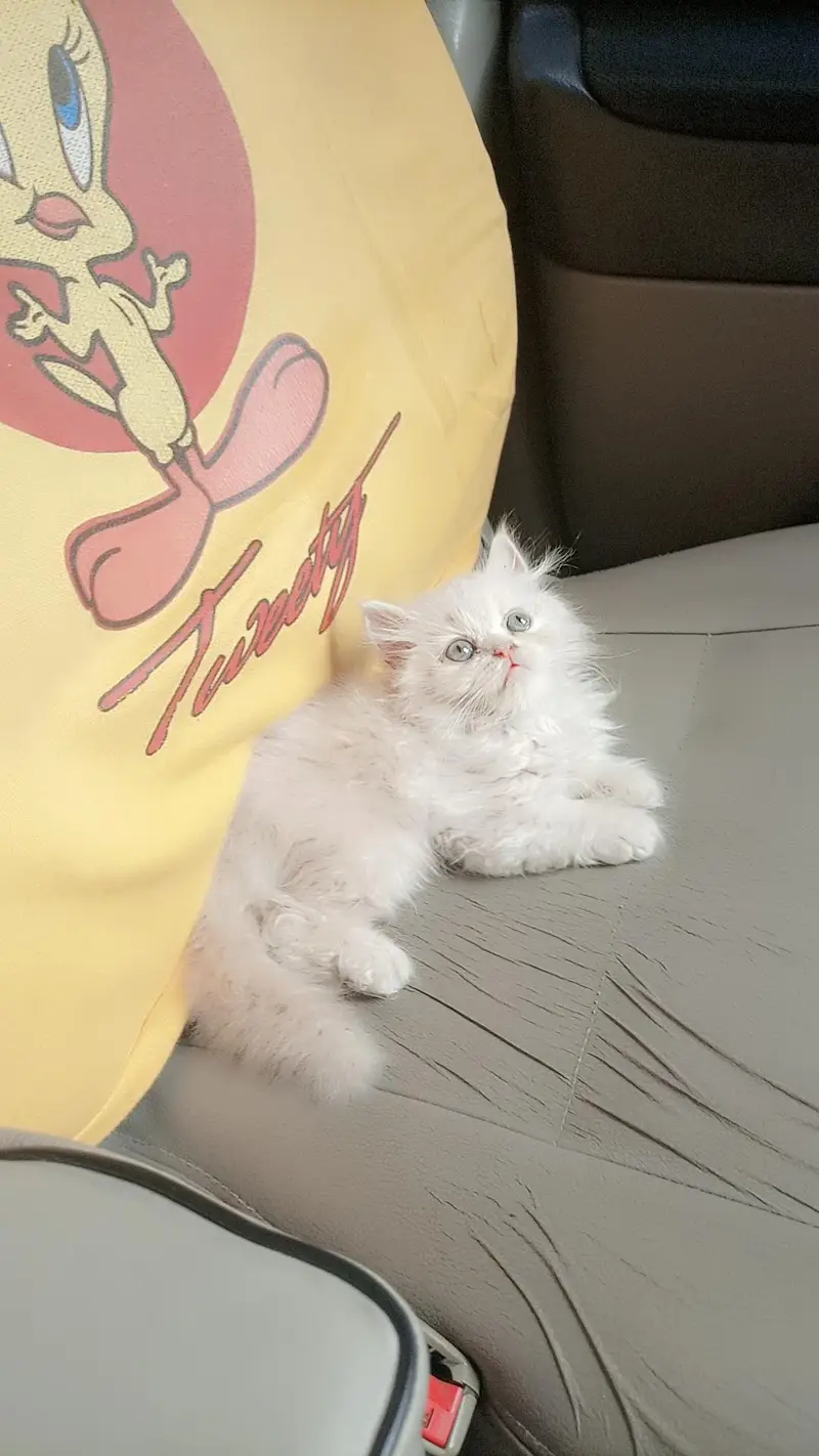 Persian Punch Face Kitten — photo 2