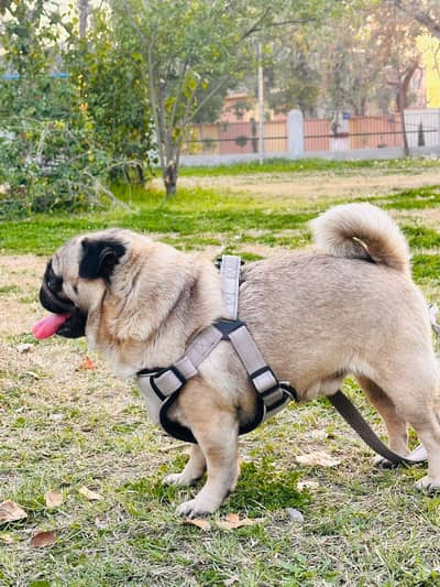 Title  Male Pug Dog 2 Years | Imported Champion Bloodline | Fully Trai