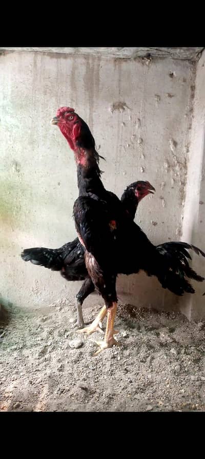 1 male Japanese pakoya 1 male White shamo 1 female Japanese pakoya