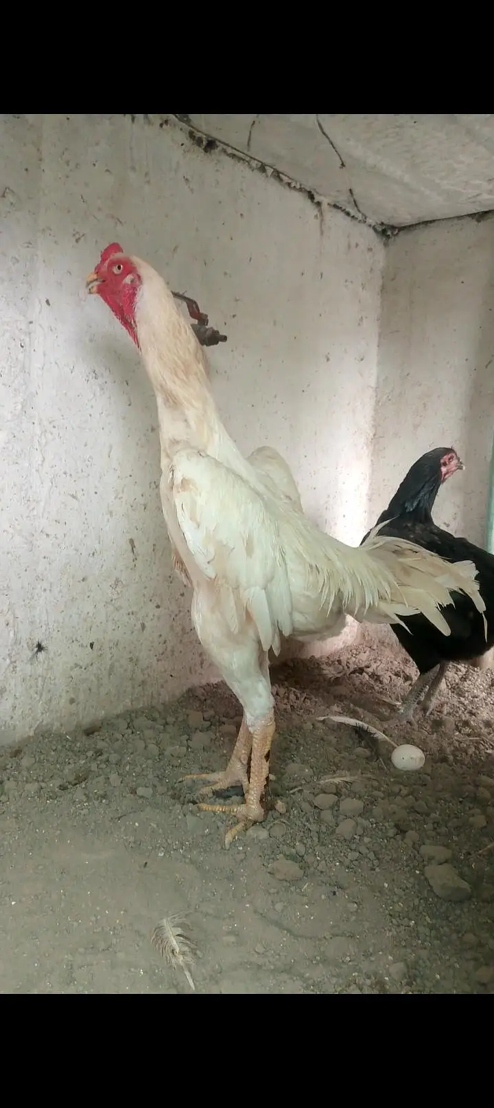 1 male Japanese pakoya 1 male White shamo 1 female Japanese pakoya — photo 2