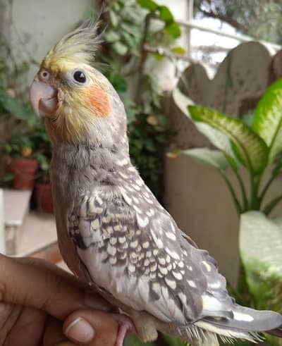 handtame cockatiel | cream & White Cocktail | Lovebirds | pigeon chick