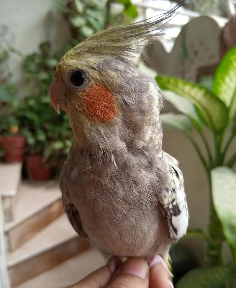 handtame cockatiel | cream & White Cocktail | Lovebirds | pigeon chick — photo 2