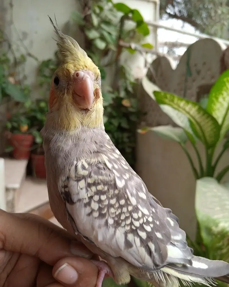 handtame cockatiel | cream & White Cocktail | Lovebirds | pigeon chick — photo 3