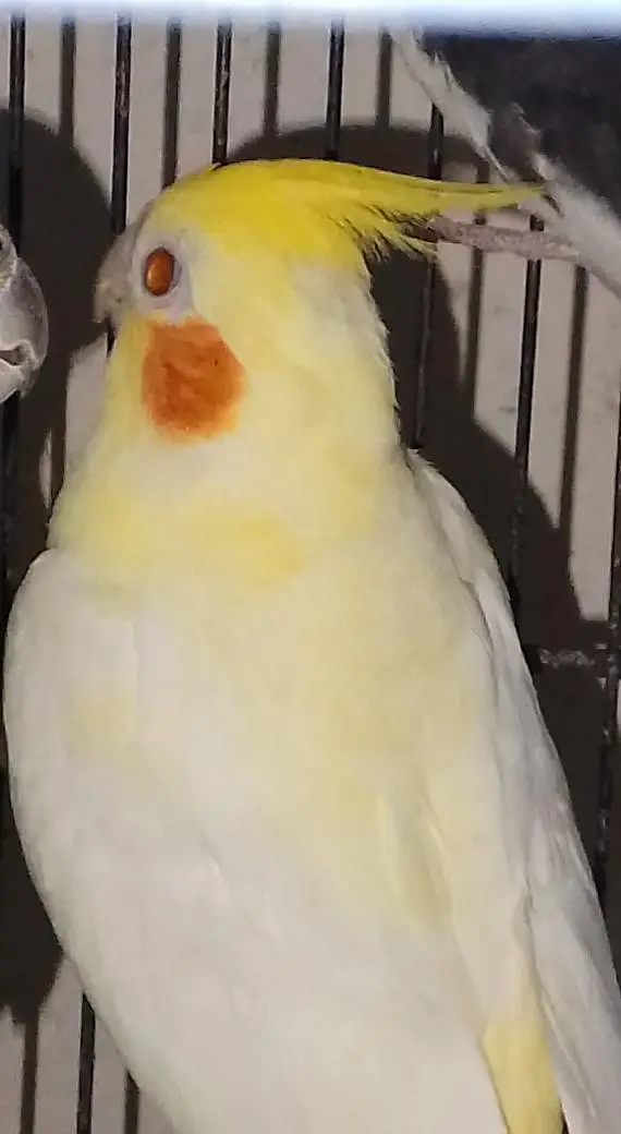 handtame cockatiel | cream & White Cocktail | Lovebirds | pigeon chick — photo 4