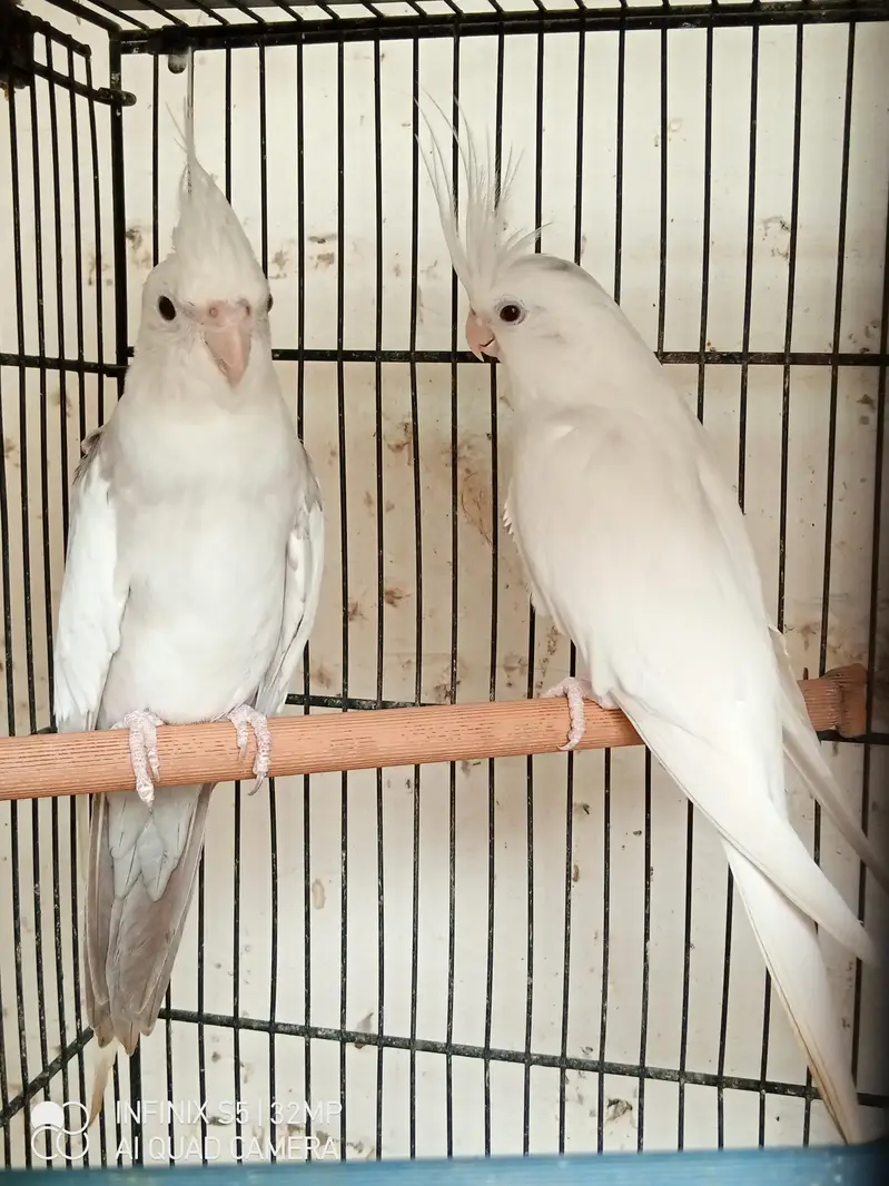 handtame cockatiel | cream & White Cocktail | Lovebirds | pigeon chick — photo 5