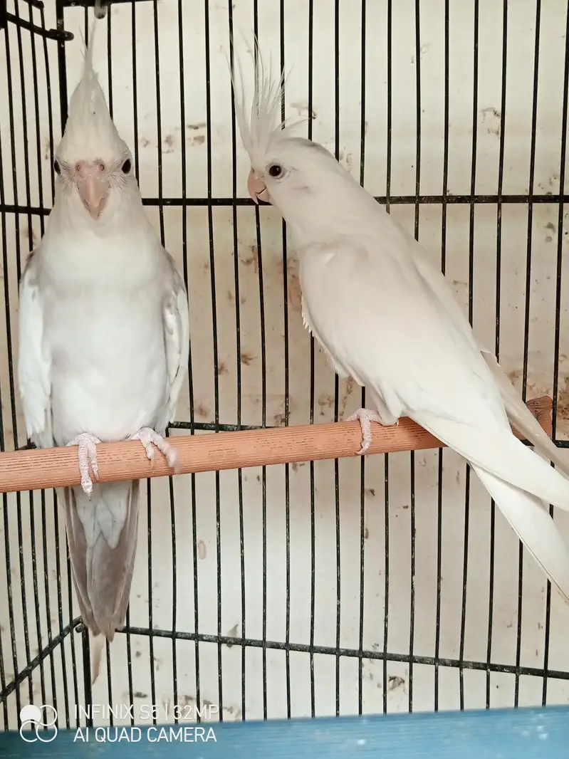 handtame cockatiel | cream & White Cocktail | Lovebirds | pigeon chick — photo 6
