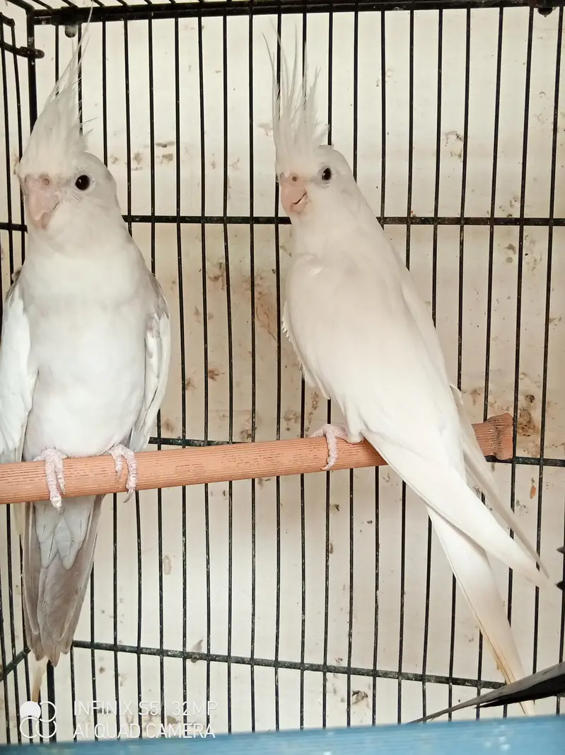 handtame cockatiel | cream & White Cocktail | Lovebirds | pigeon chick — photo 7