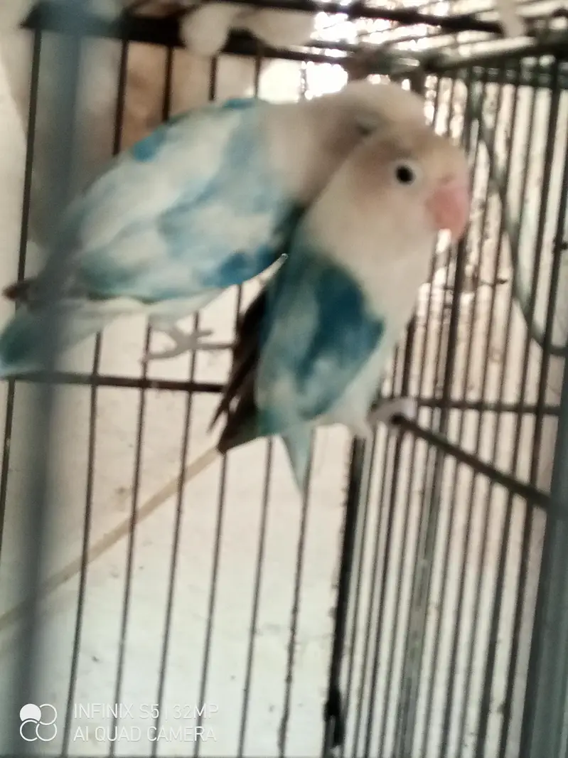 handtame cockatiel | cream & White Cocktail | Lovebirds | pigeon chick — photo 8