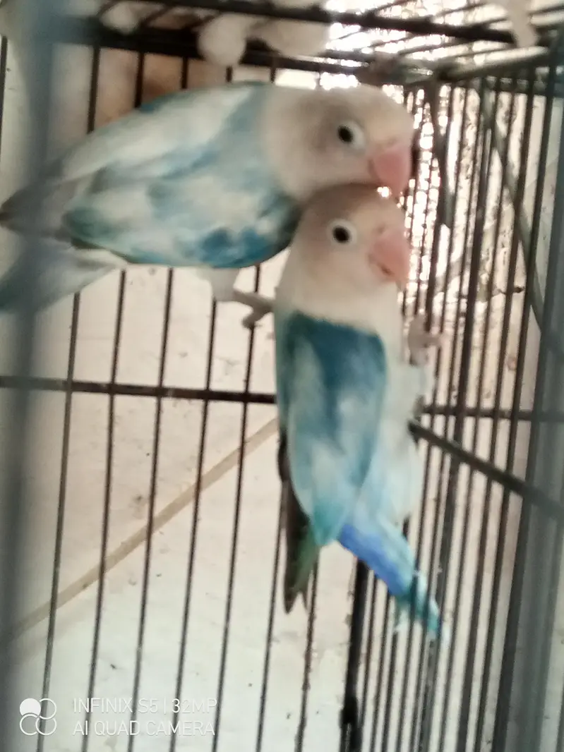 handtame cockatiel | cream & White Cocktail | Lovebirds | pigeon chick — photo 9