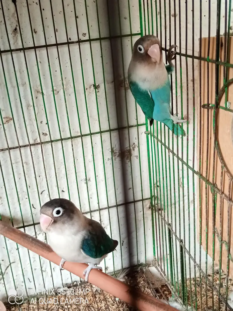 handtame cockatiel | cream & White Cocktail | Lovebirds | pigeon chick — photo 10